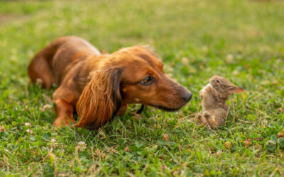 Bunny Friend