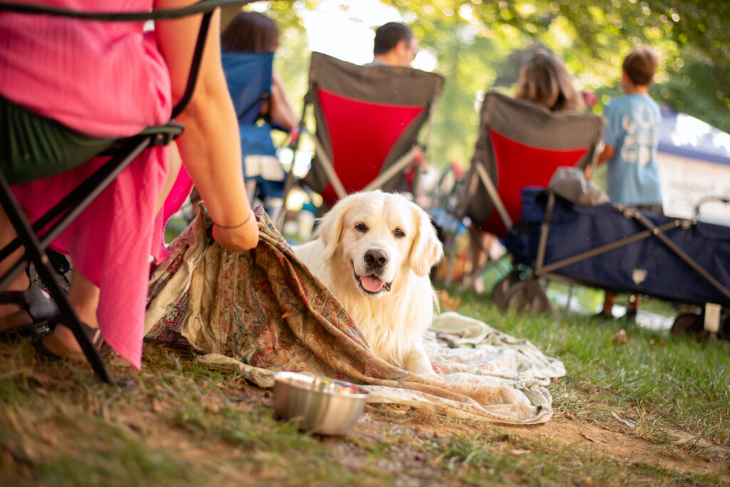 Golden dog on a blanket